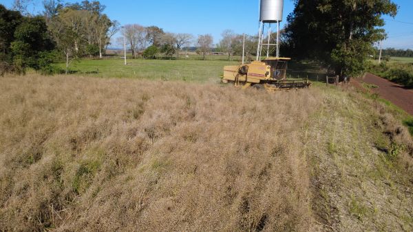  Inicia colheita da canola no Rio Grande do Sul